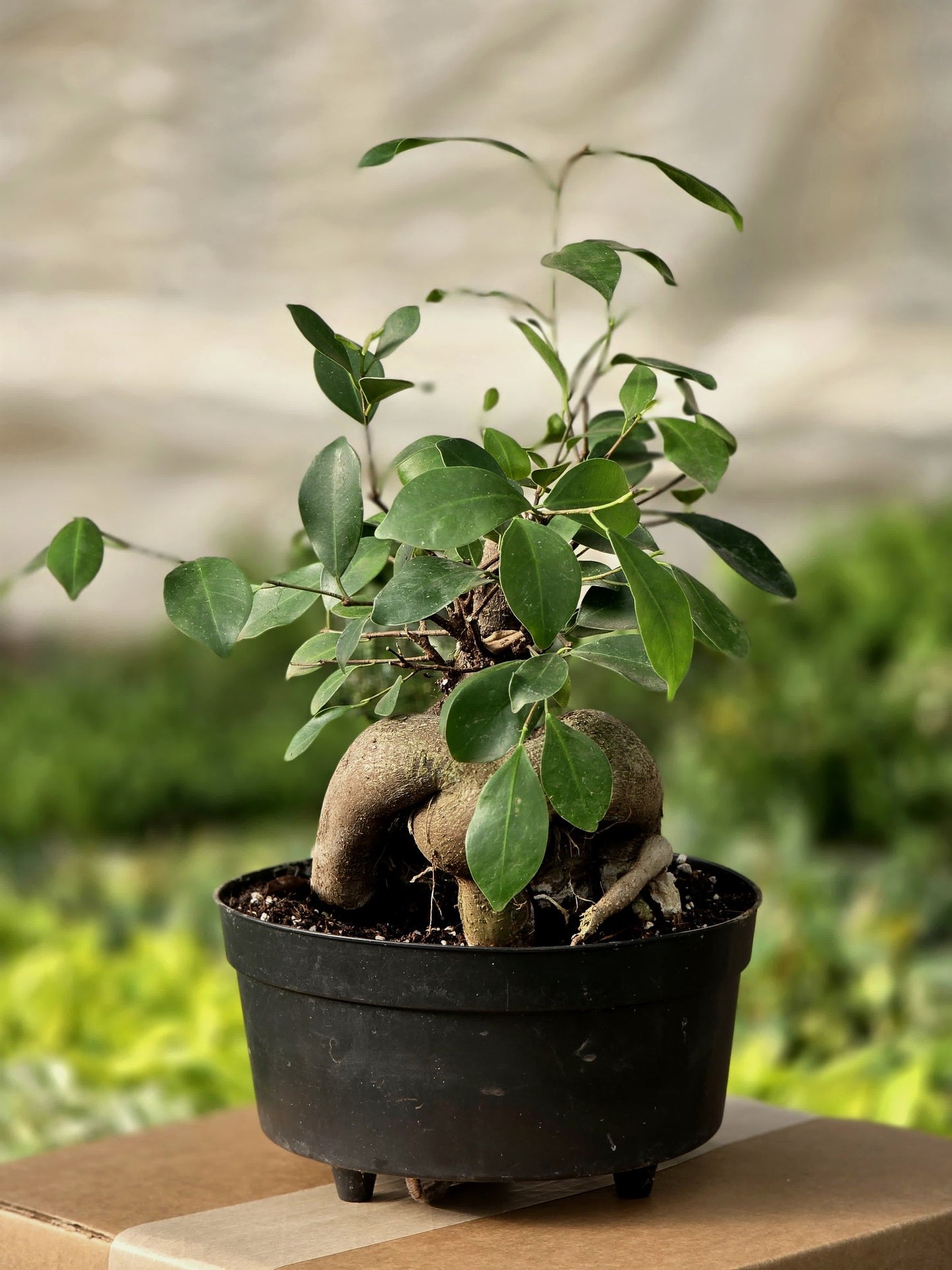 Ficus ginseng