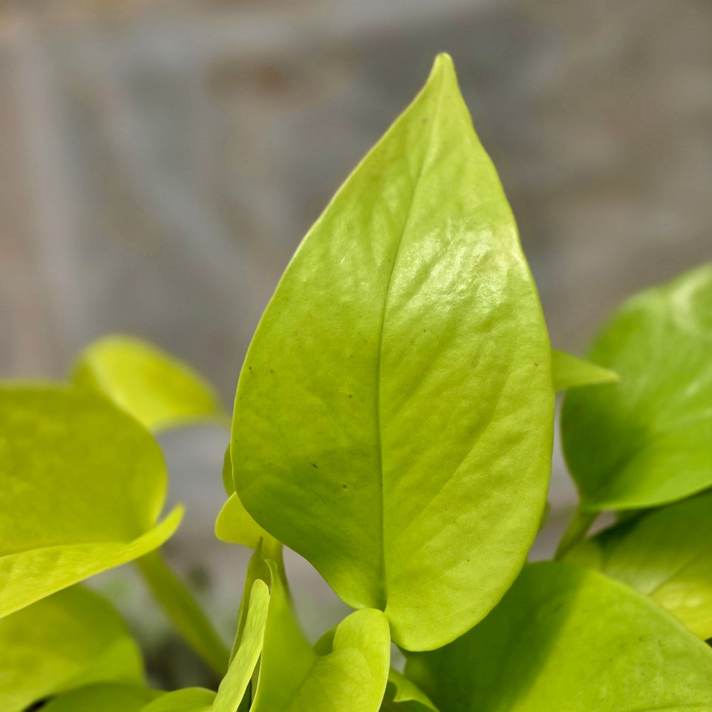 Pothos Neon