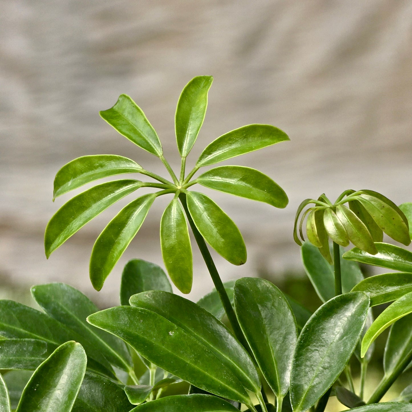 Schefflera Arboricola Green (Umbrella)