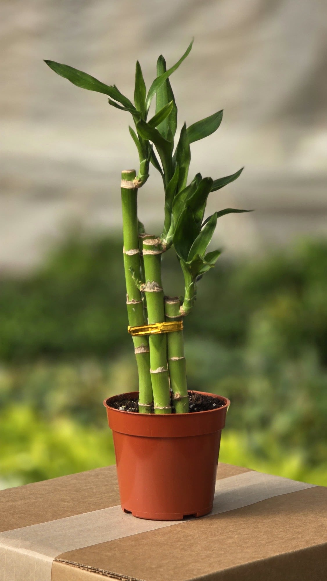 Dracaena Lucky Bamboo
