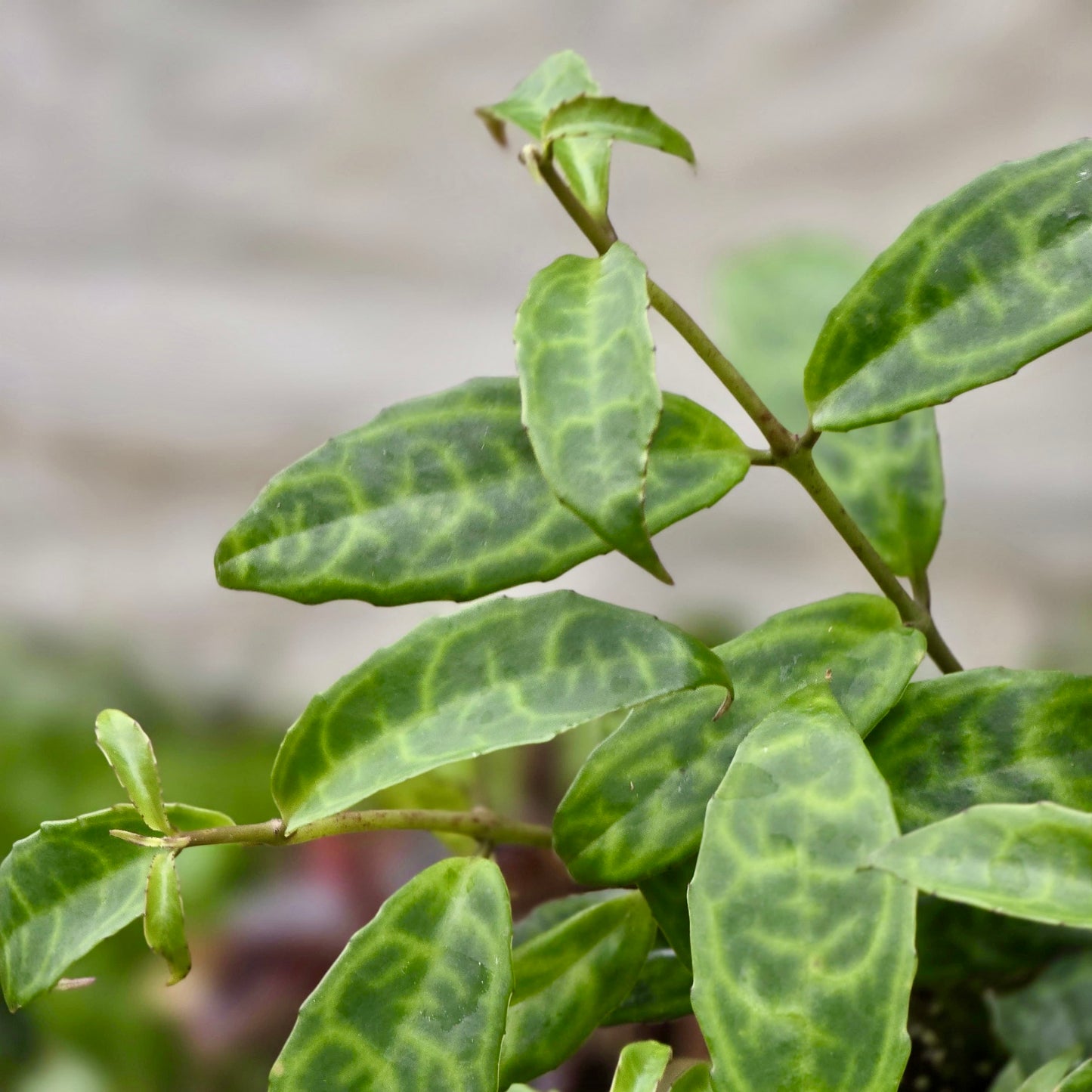 Lipstick Black Pagoda
