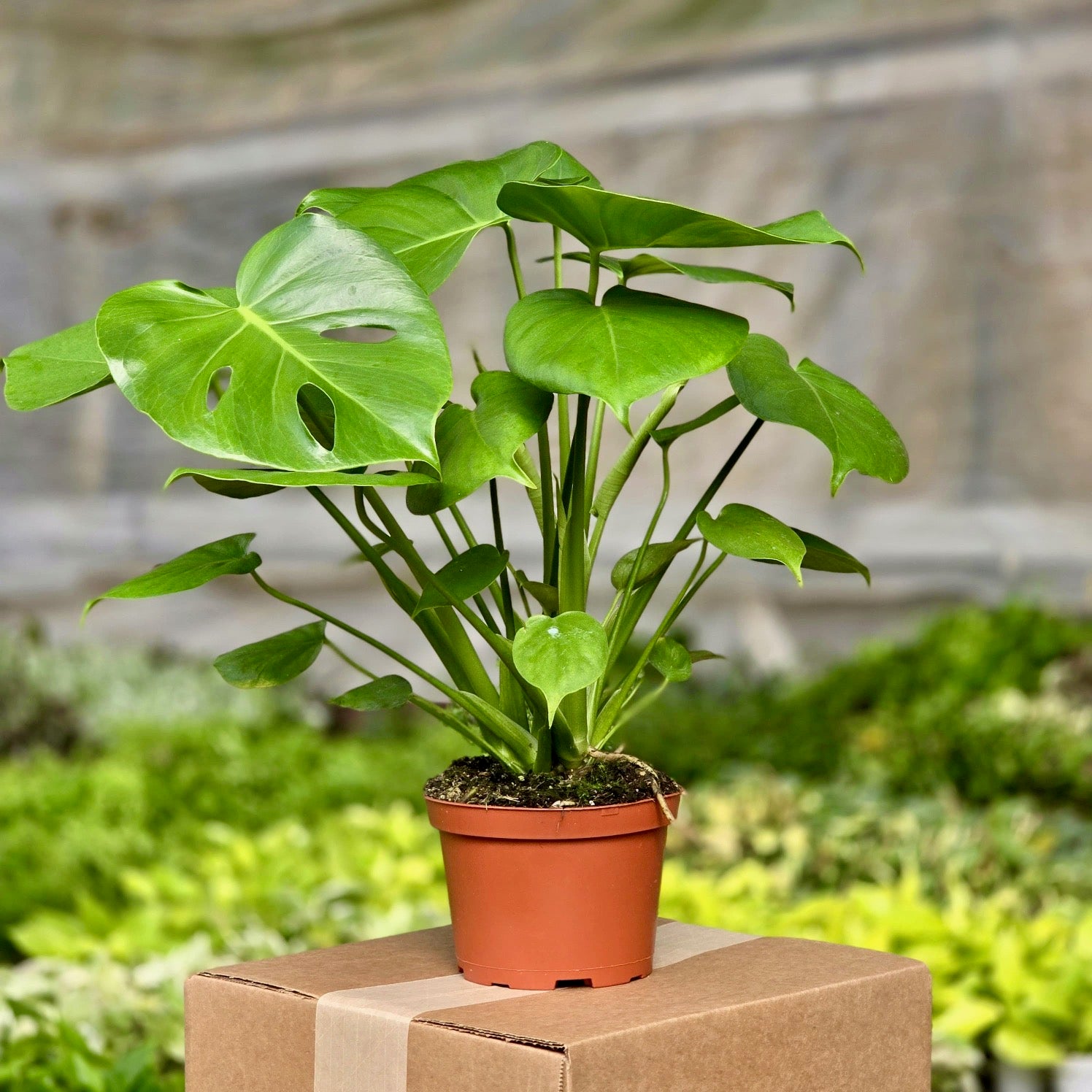 monstera split plant Monstera Deliciosa (Philodendron Split Leaf) – Plants-Zen