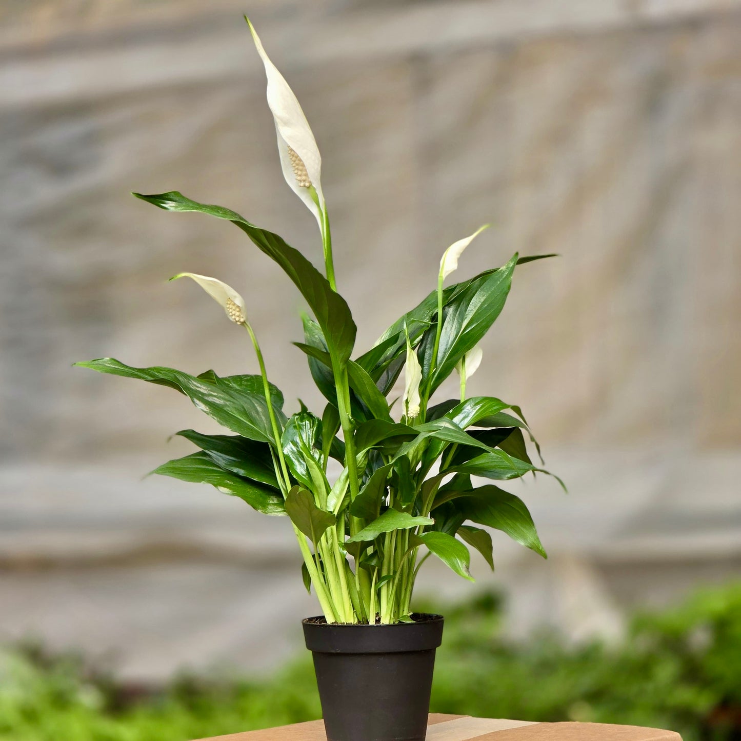 Peace Lily (Spathiphyllum)