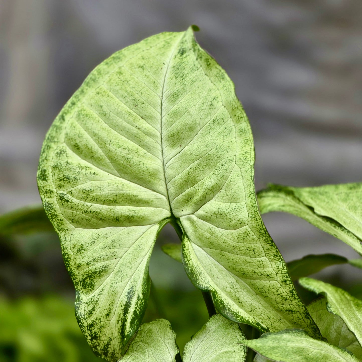 Syngonium White Butterfly