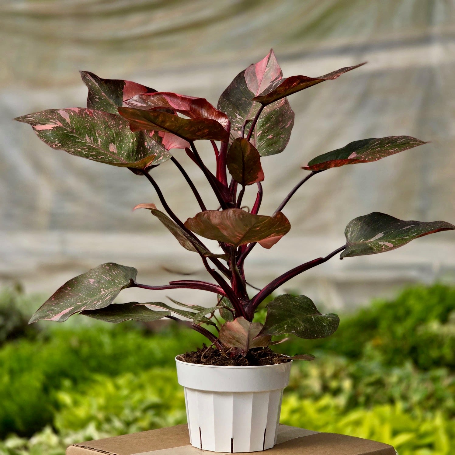 is the pink princess philodendron rare Philodendron Pink Princess #942