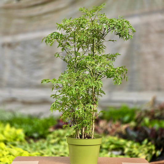 Aralia Ming Stump