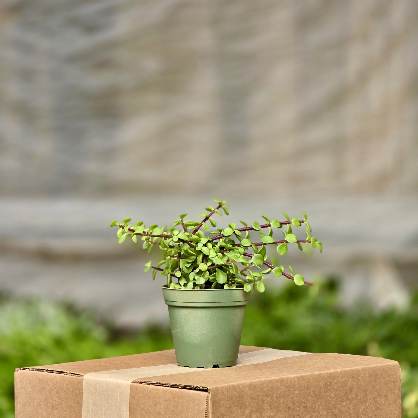 Elephant Bush (Succulent Portulacaria Afra)