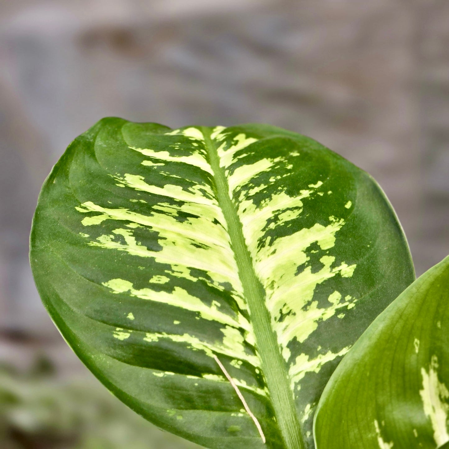 Dieffenbachia Tropic Snow