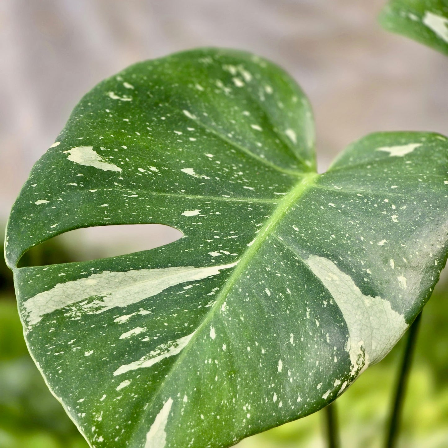 Monstera Thai Constellation