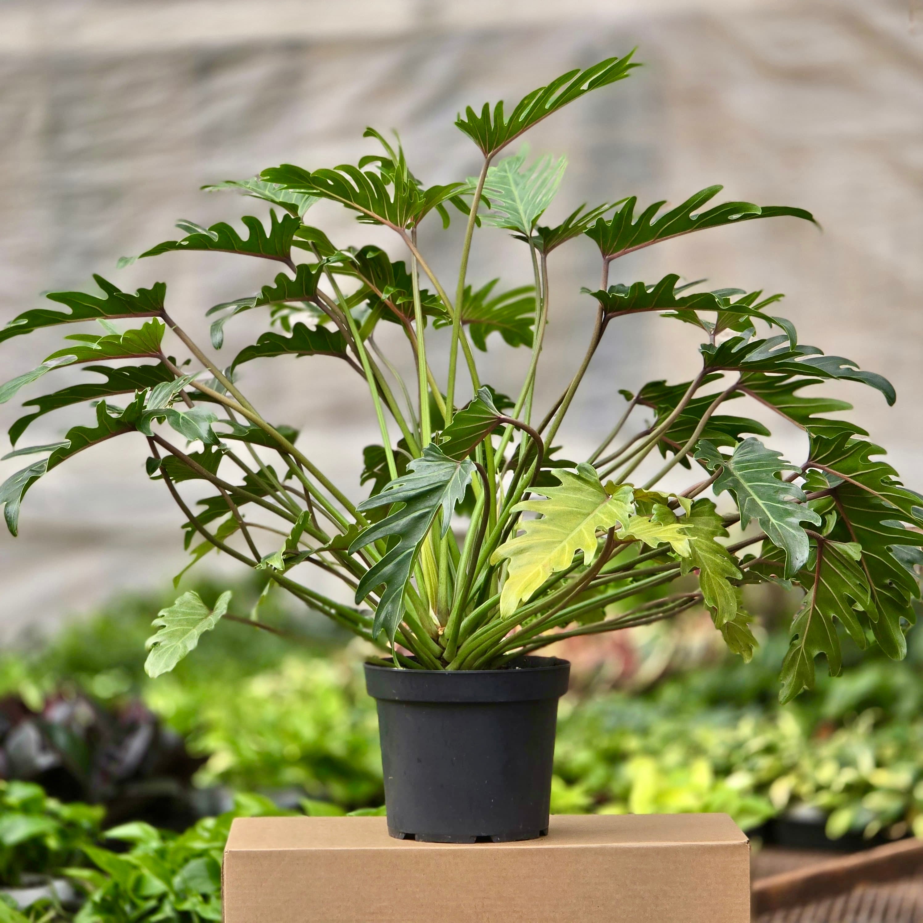 xanadu philodendron home depot Philodendron Xanadu, 6" Plant