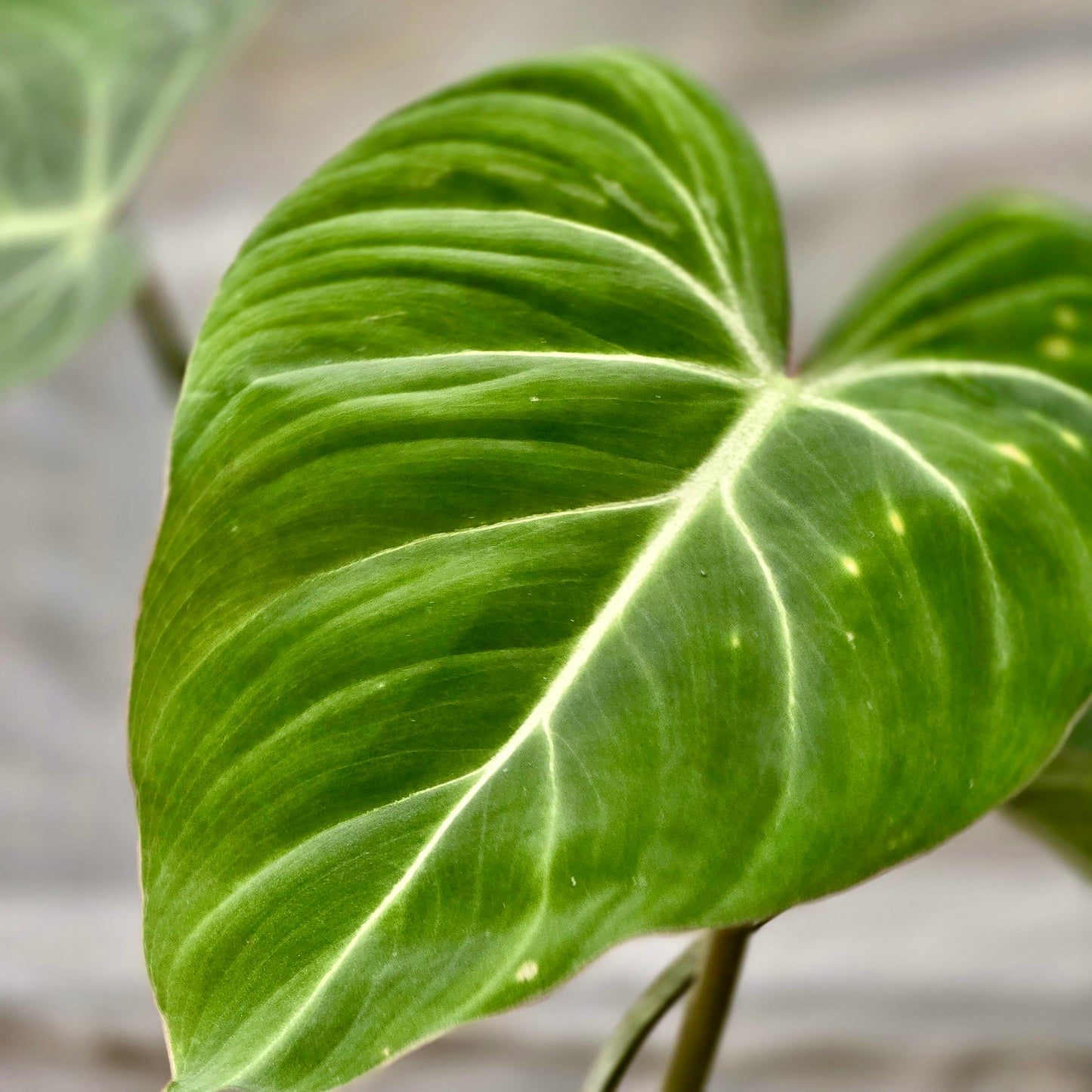 Philodendron Gloriosum
