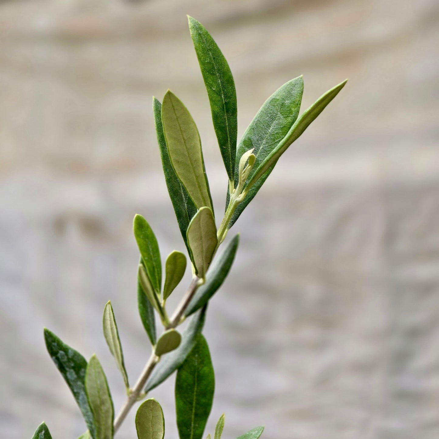 Olive Tree