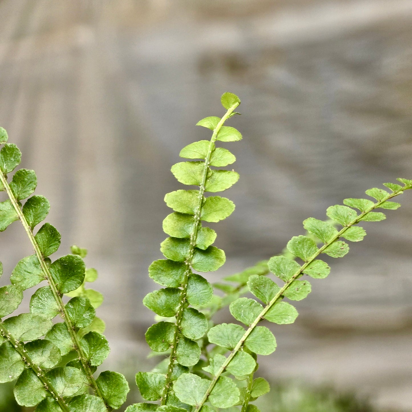 Ficus Lyrata (Hoja de violín)