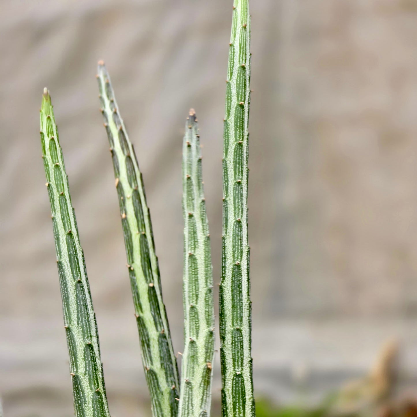 Ficus Lyrata (Hoja de violín)