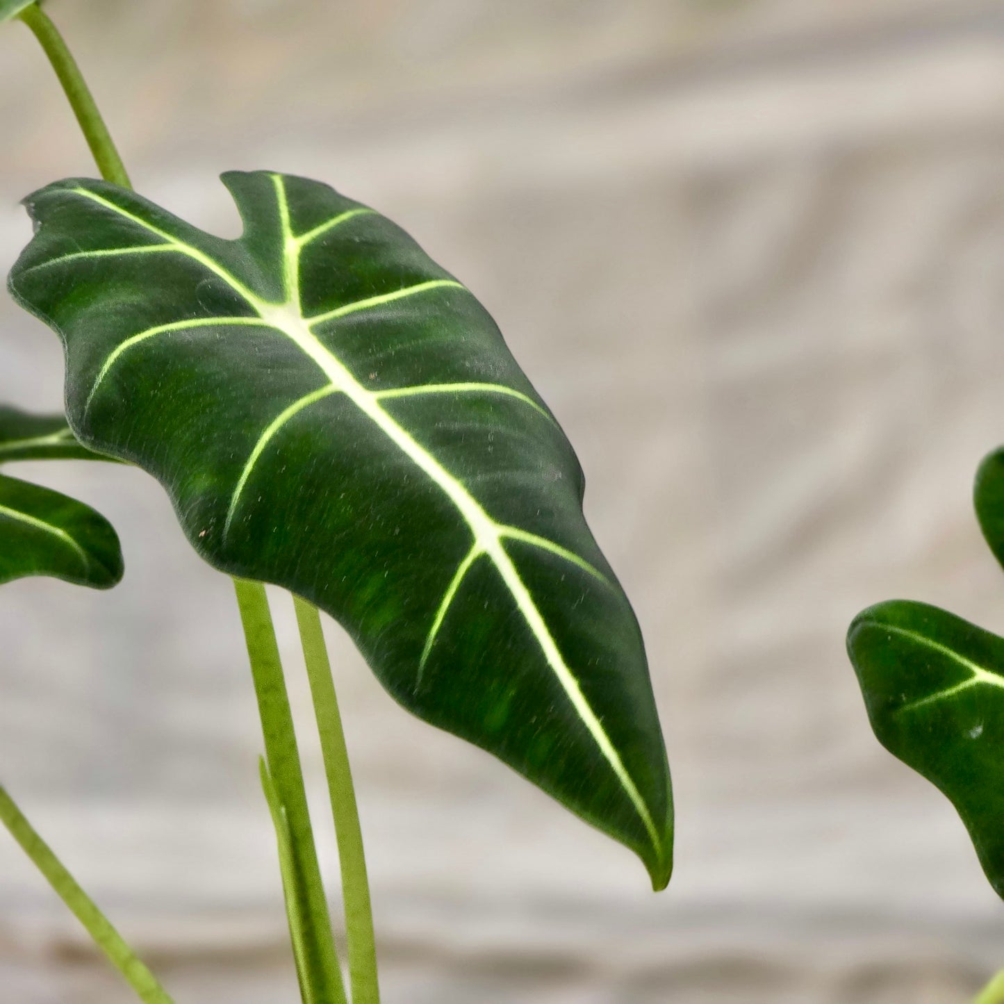 Alocasia Micholitziana (Frydek)