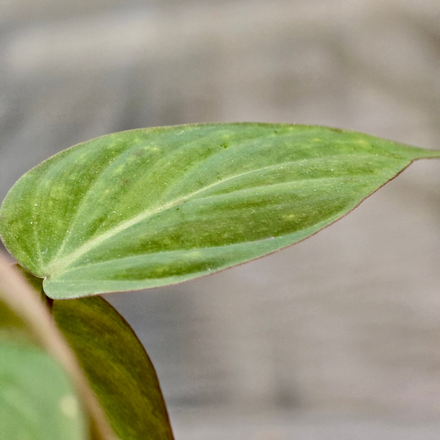 Philodendron Micans (Velvet)