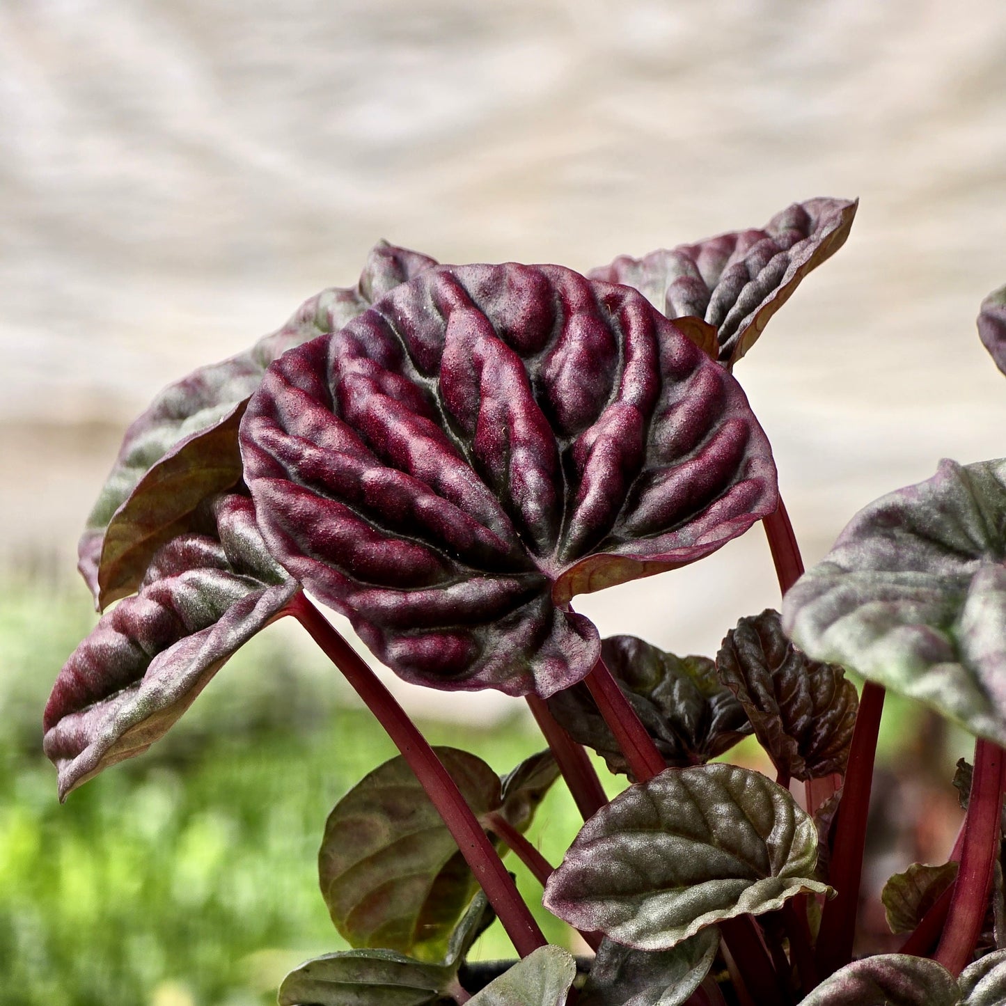 Peperomia Ripple Red