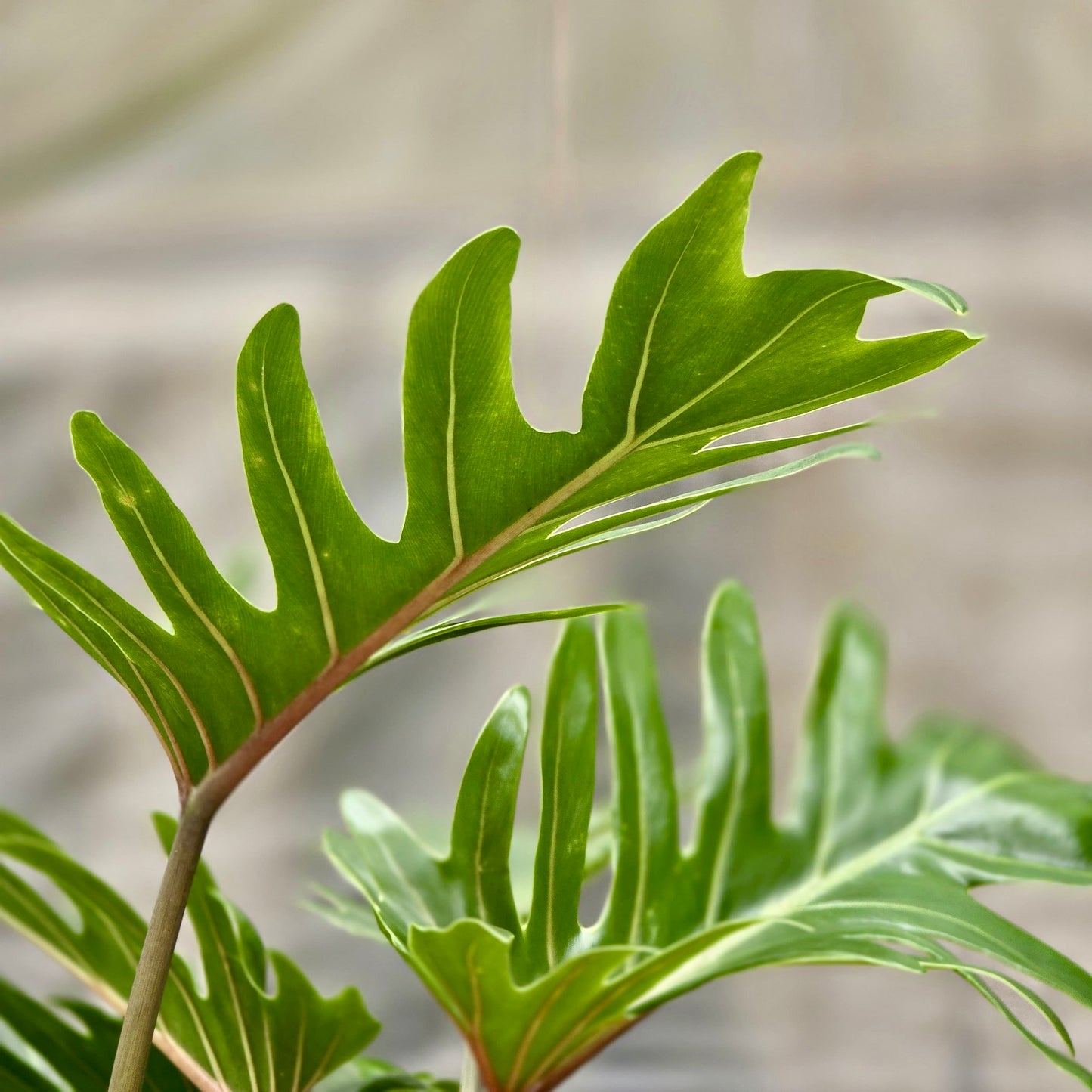 Philodendron Xanadu