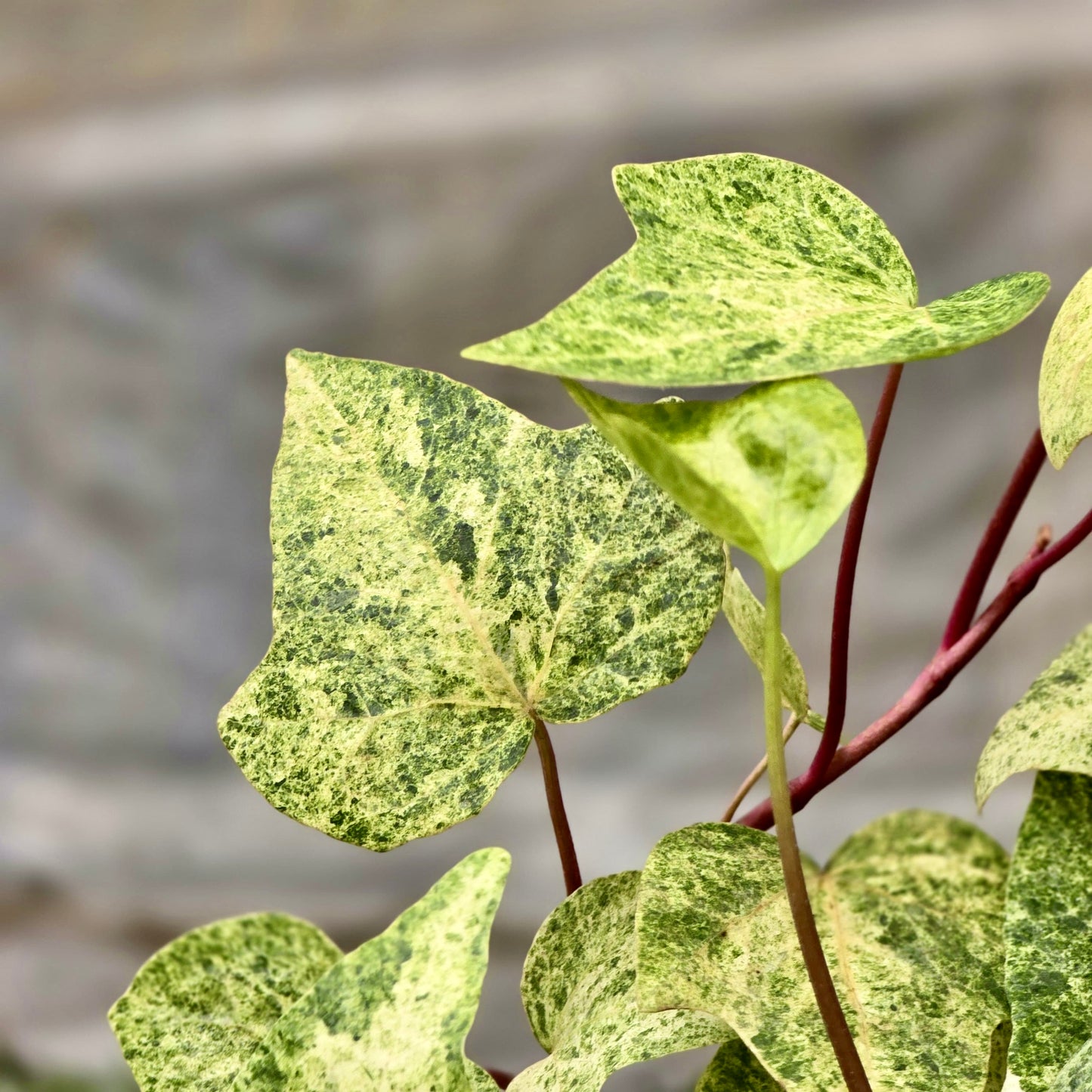 Ficus Lyrata (Hoja de violín)