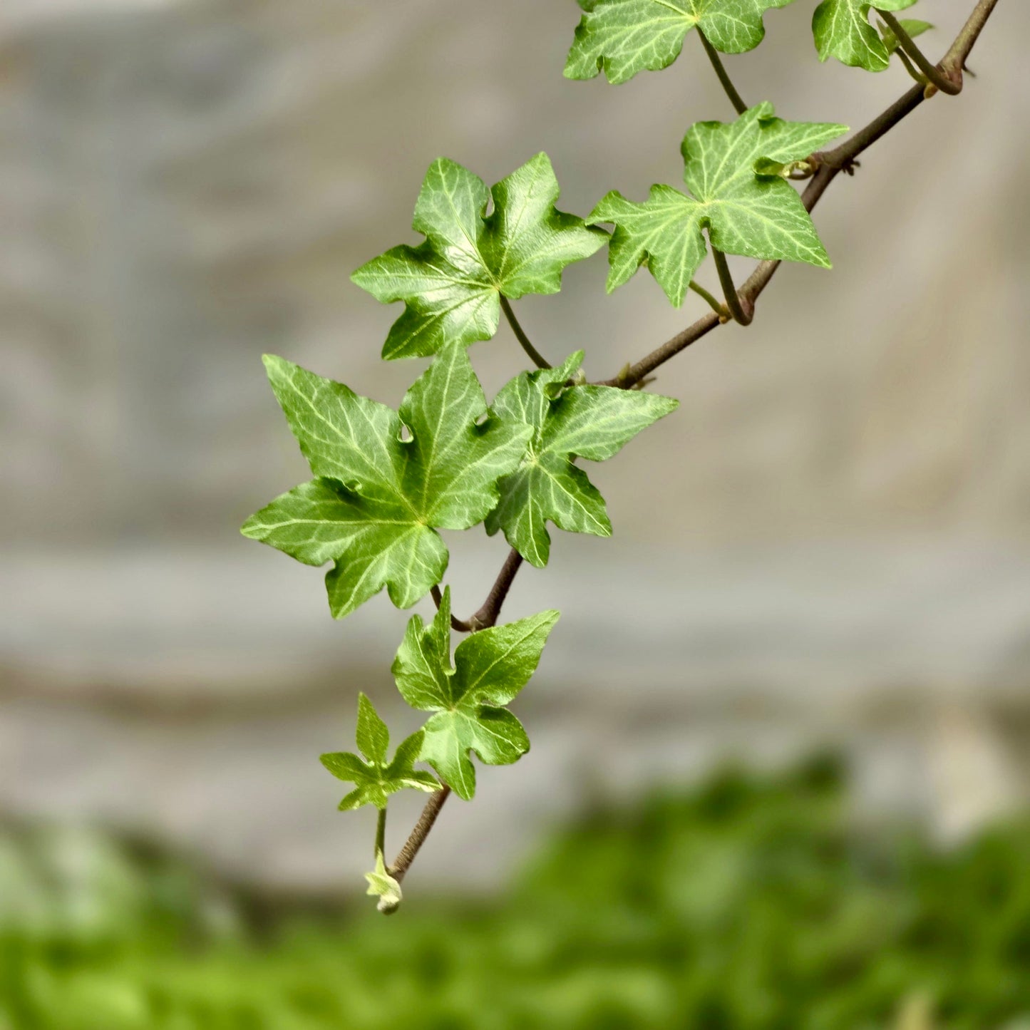 Ivy Green (California)
