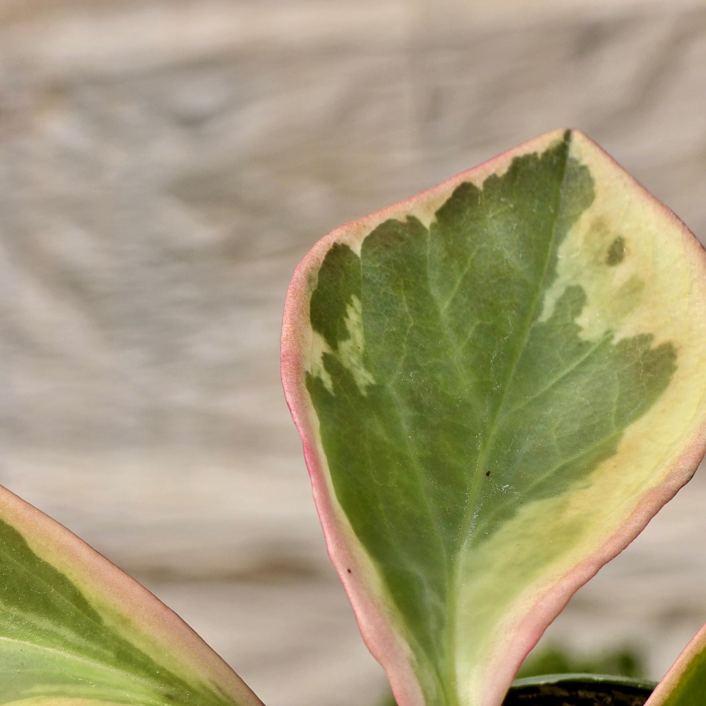 Ficus Lyrata (Hoja de violín)