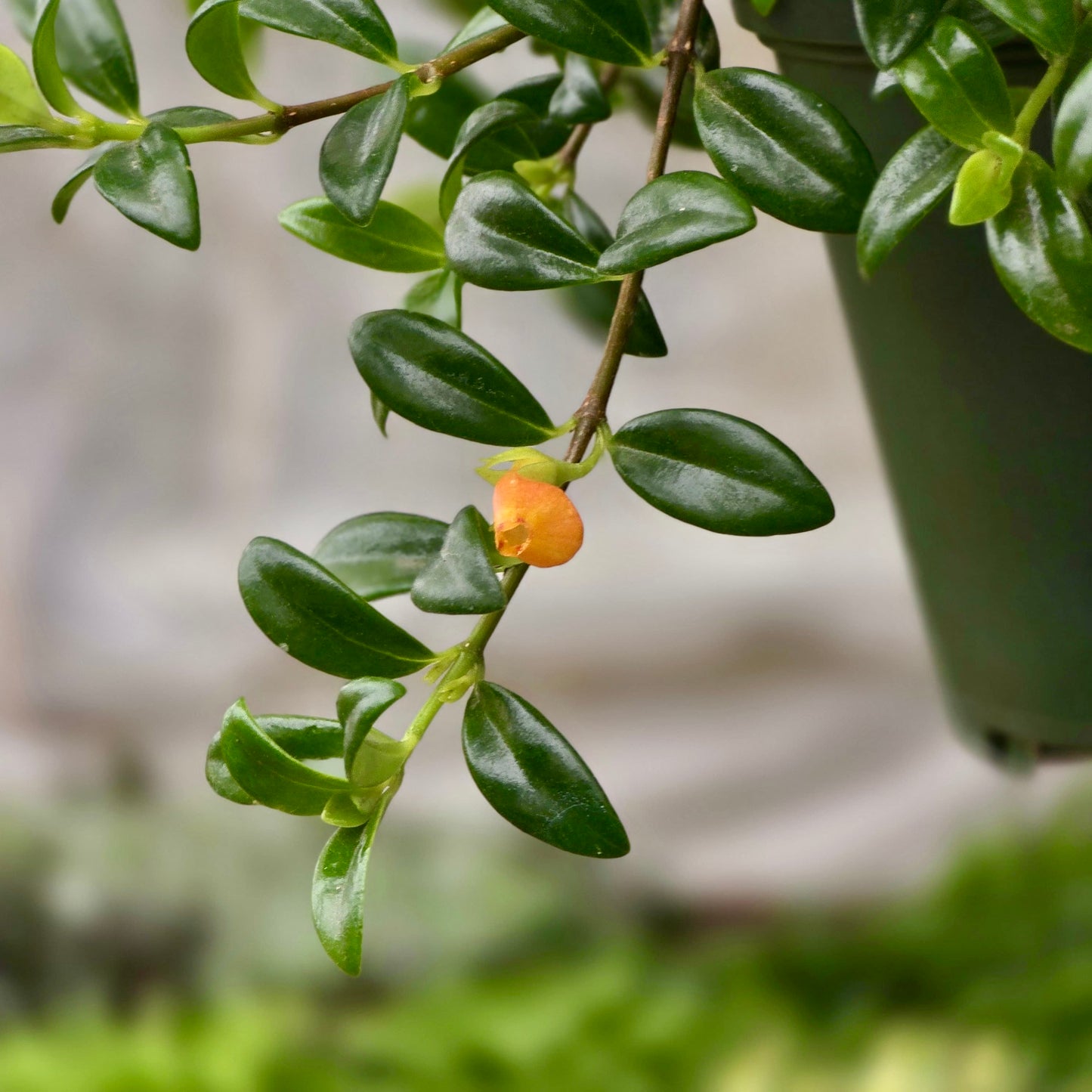 Nematanthus Candy Corn