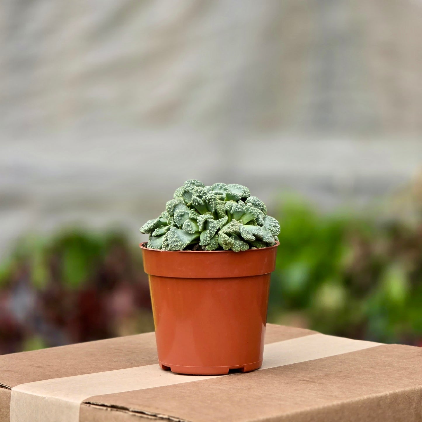 Succulent Titanopsis Concrete