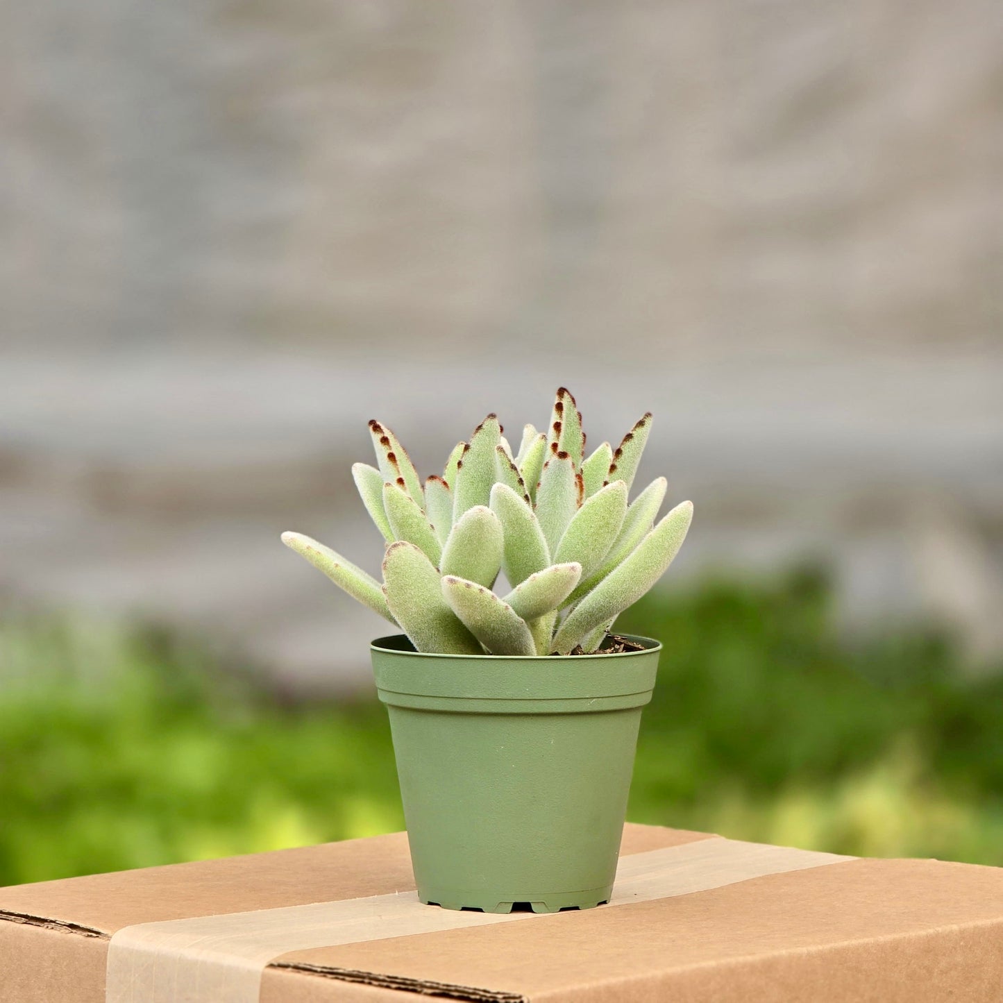Succulent Kalanchoe Panda (Tormentosa)
