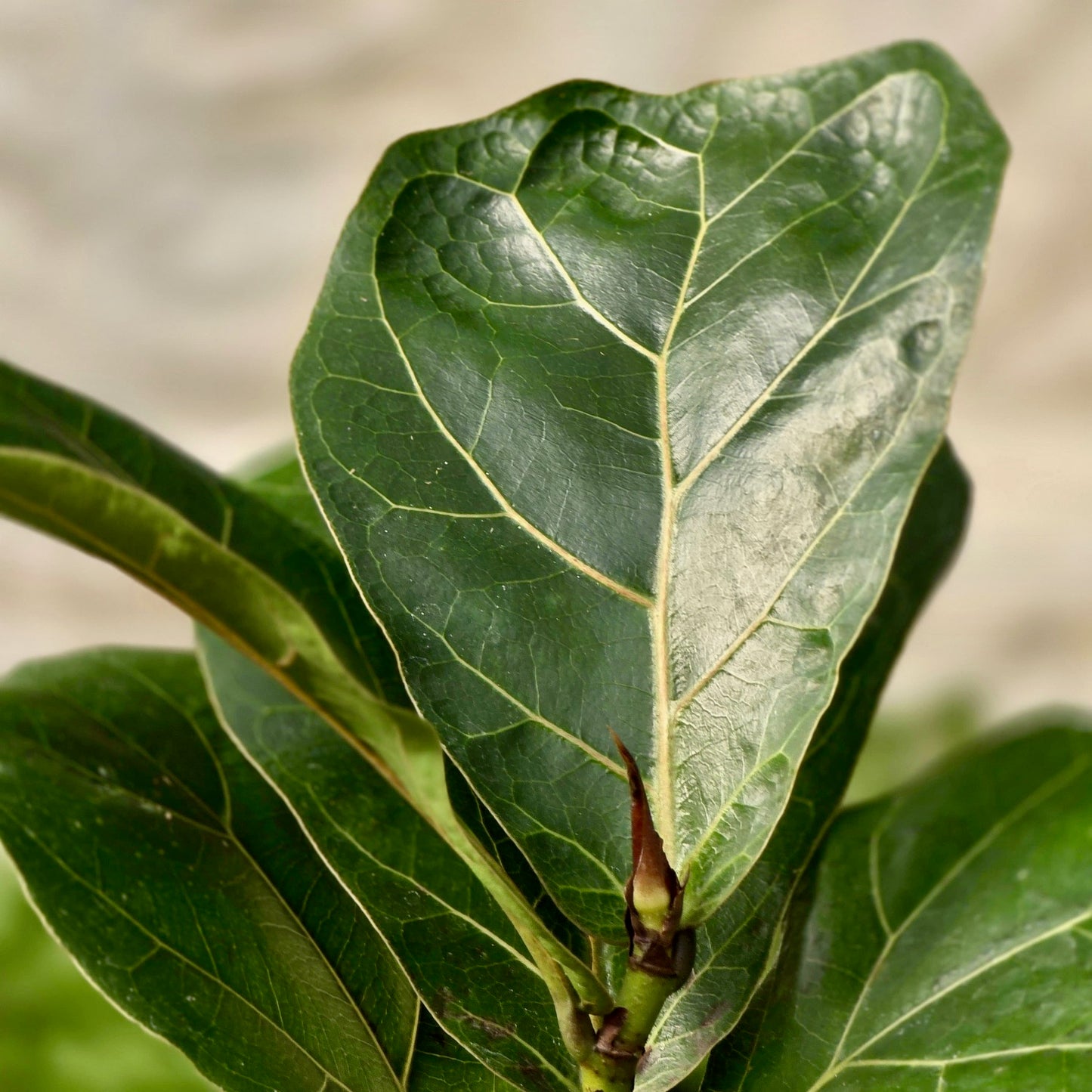 Ficus Lyrata (Fiddle leaf)