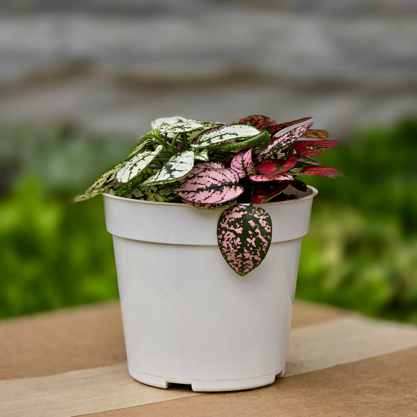 Ficus Lyrata (Hoja de violín)