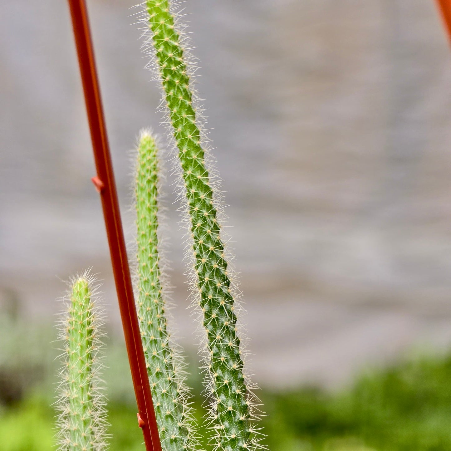 Succulent Cactus Rat Tail