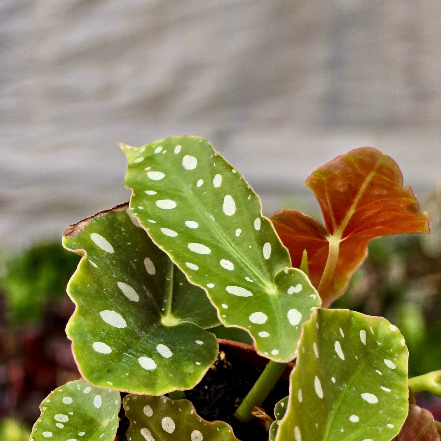 Begonia Maculata