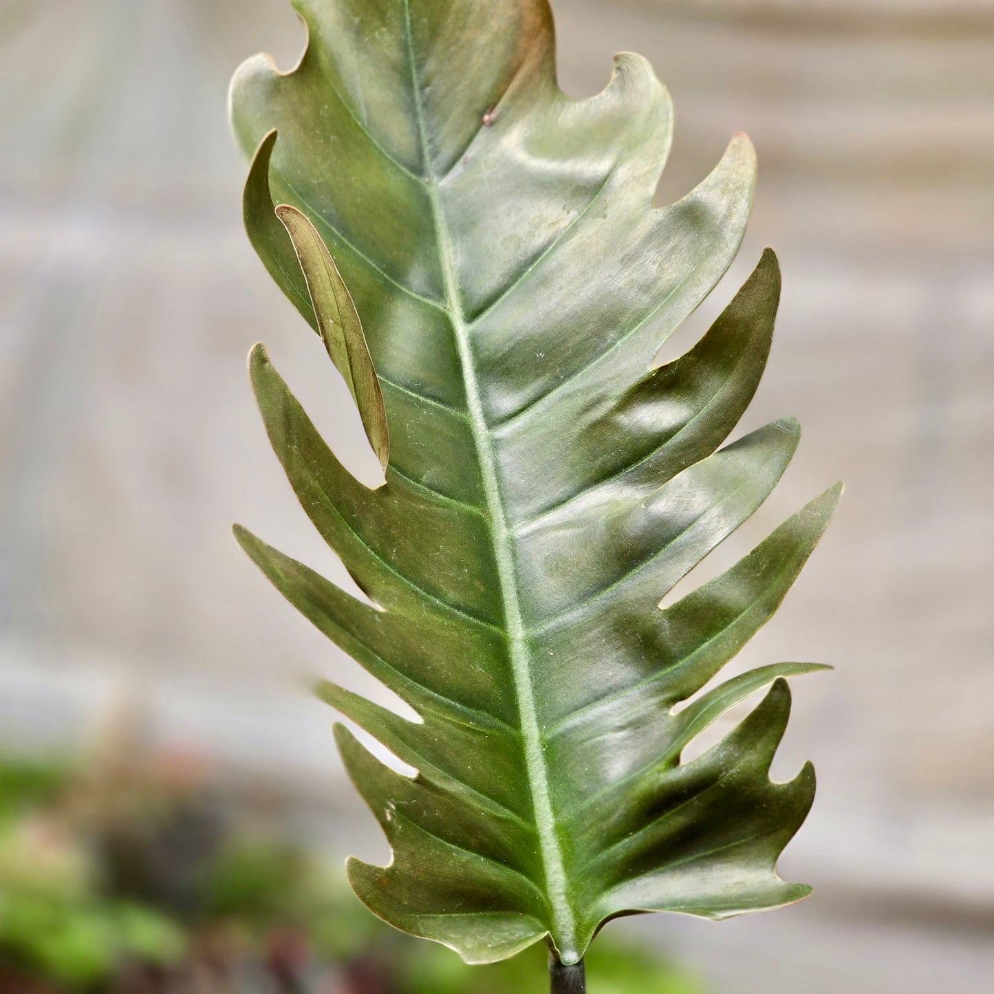 Philodendron Caramel Pluto