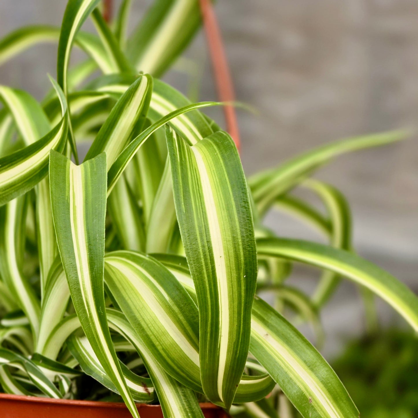 Spider Bonnie (Curly)