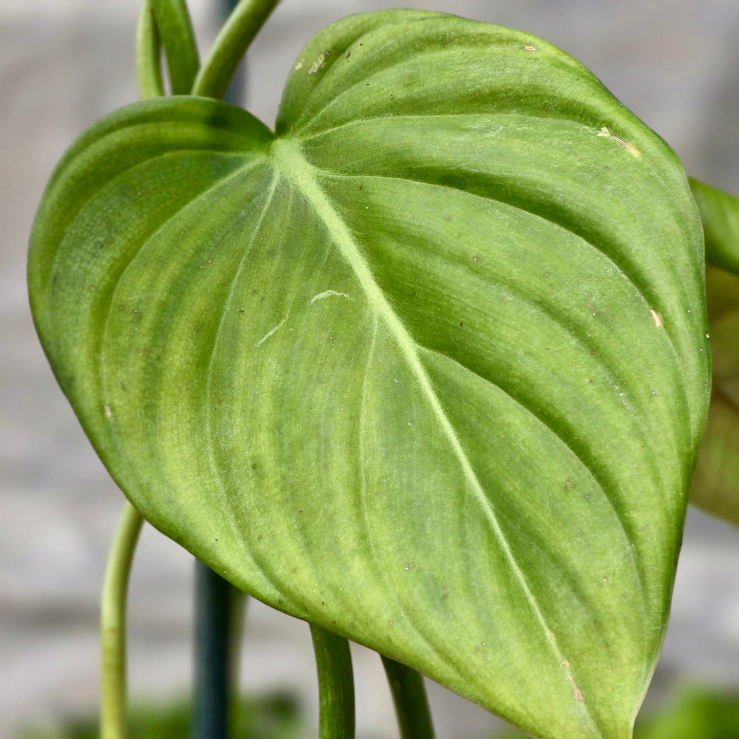 Philodendron Mc Dowell
