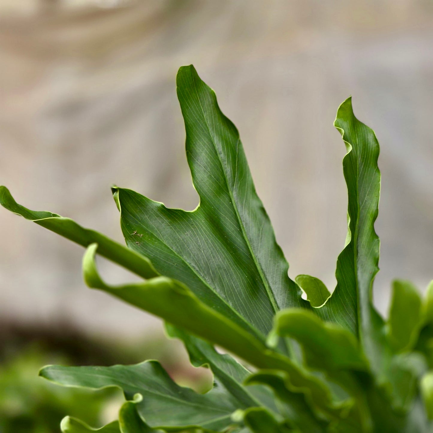 Ficus Lyrata (Hoja de violín)