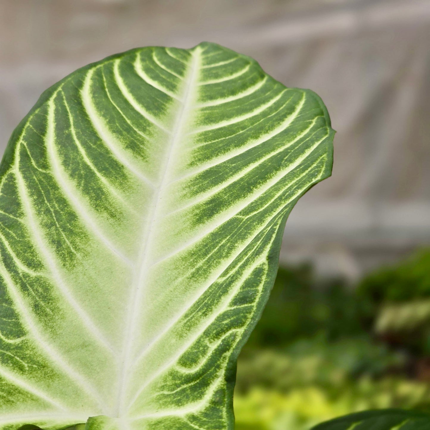 Xanthosoma Lendenii (Magnificum)