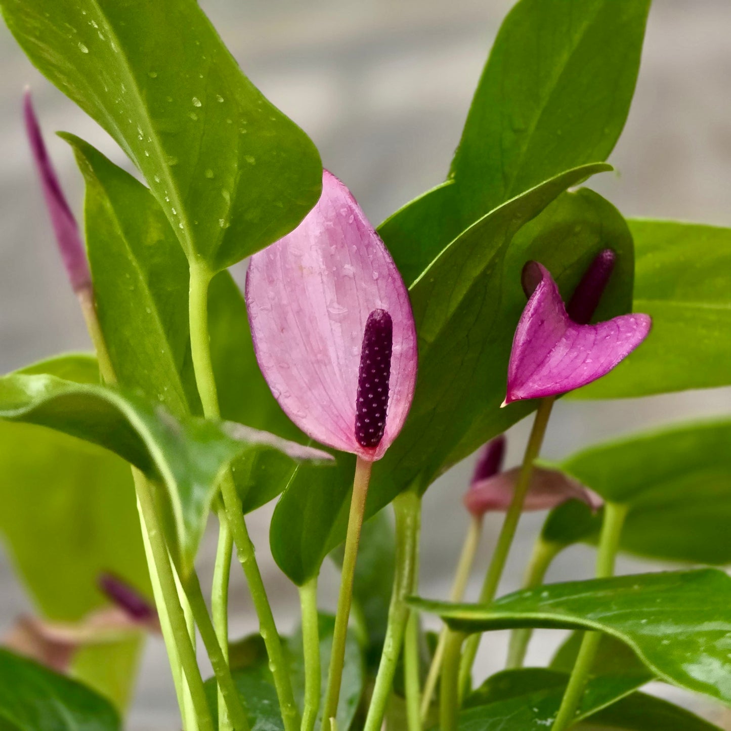 Anthurium Purple