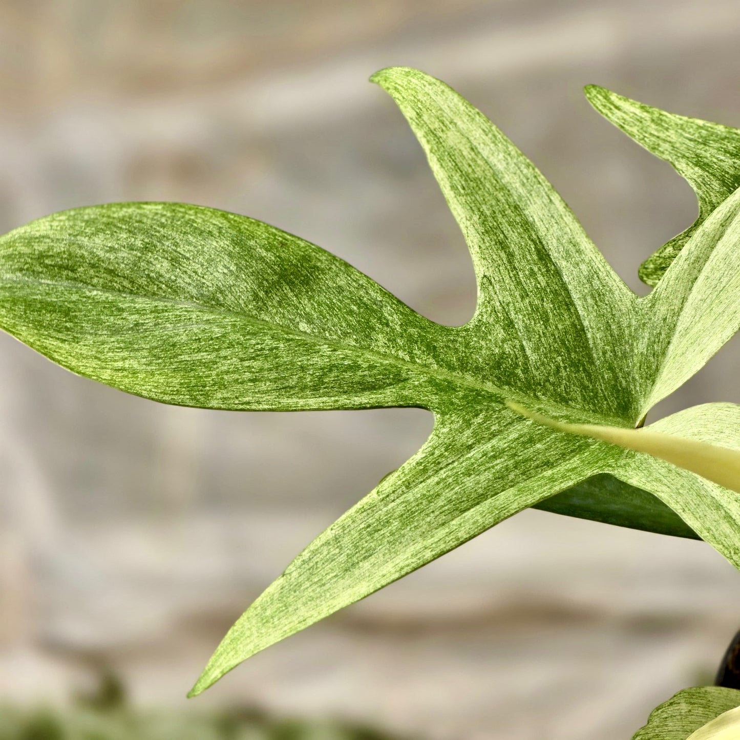 Philodendron Florida Ghost