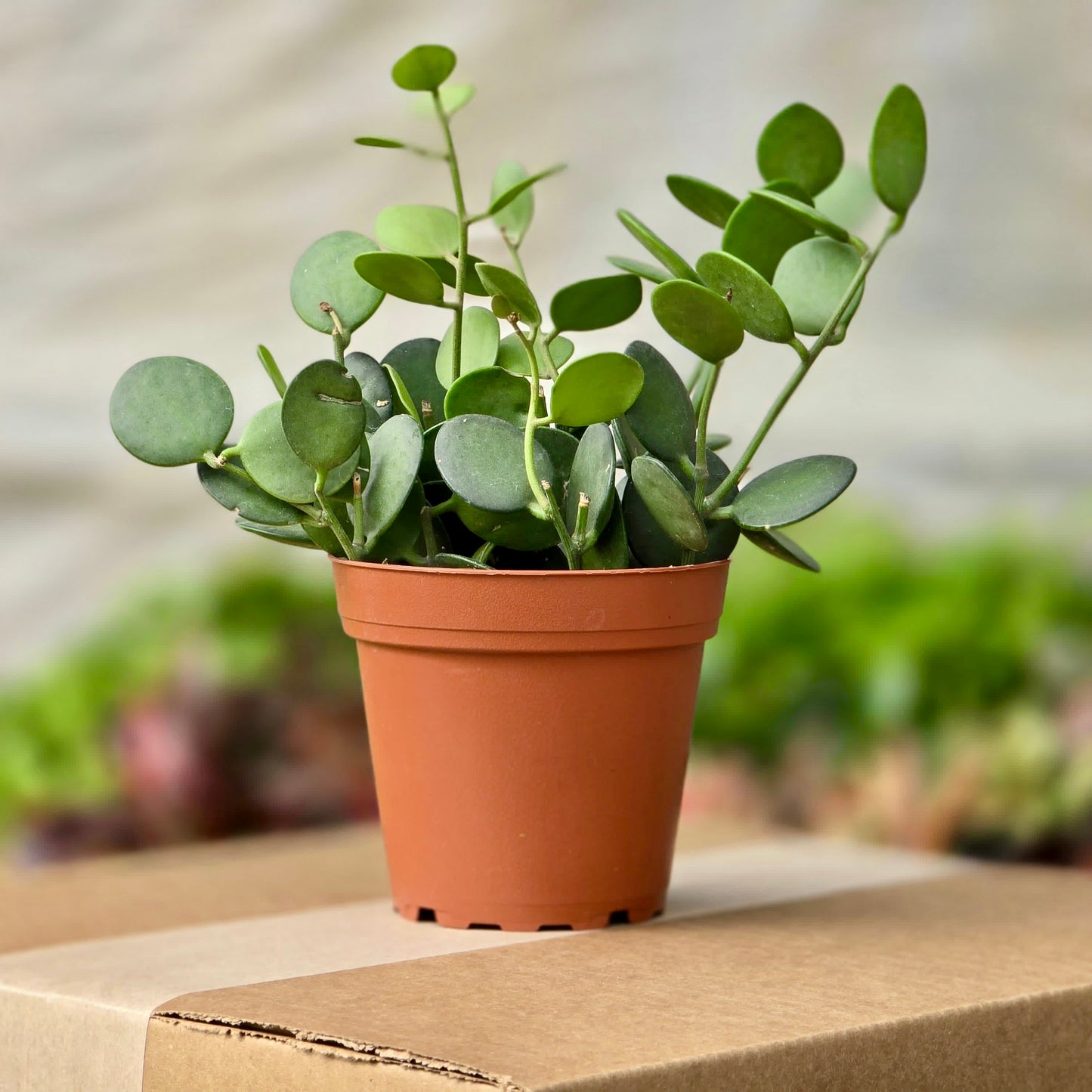 Succulent Silver Dollar