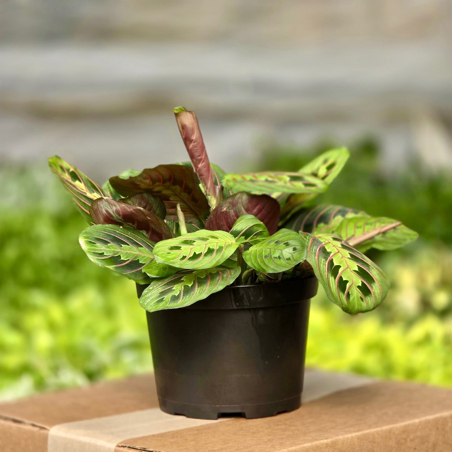 buy red prayer plant Maranta 'Prayer Plant' Red 6"