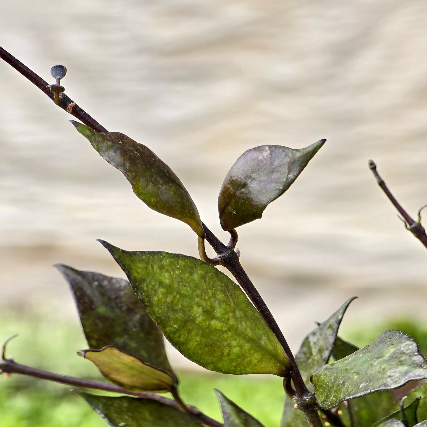 Hoya Krohniana Black