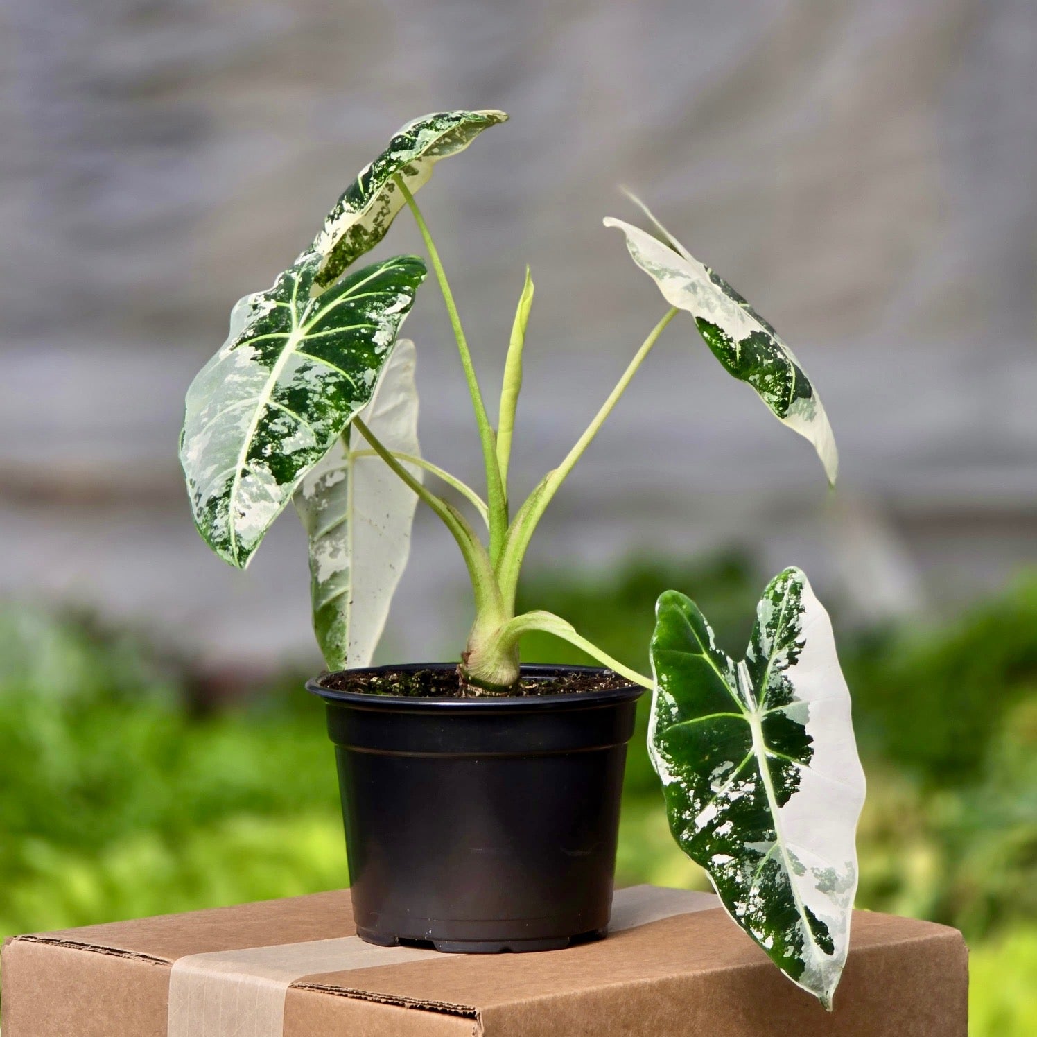 alocasia plant frydek elephant ear Alocasia Frydek Variegated