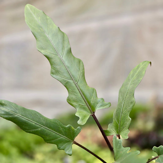 Alocasia Purple Sword