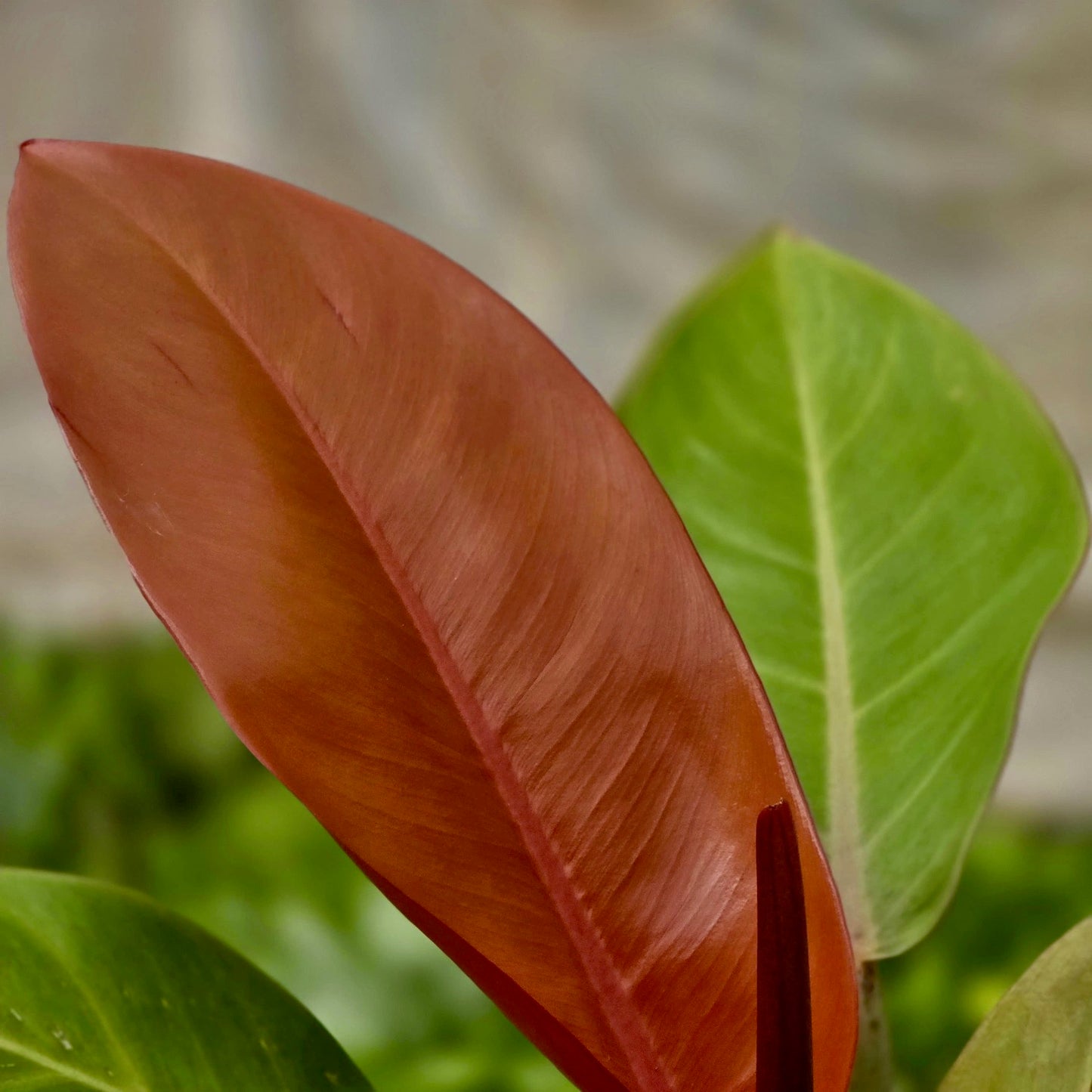 Philodendron Prince Orange