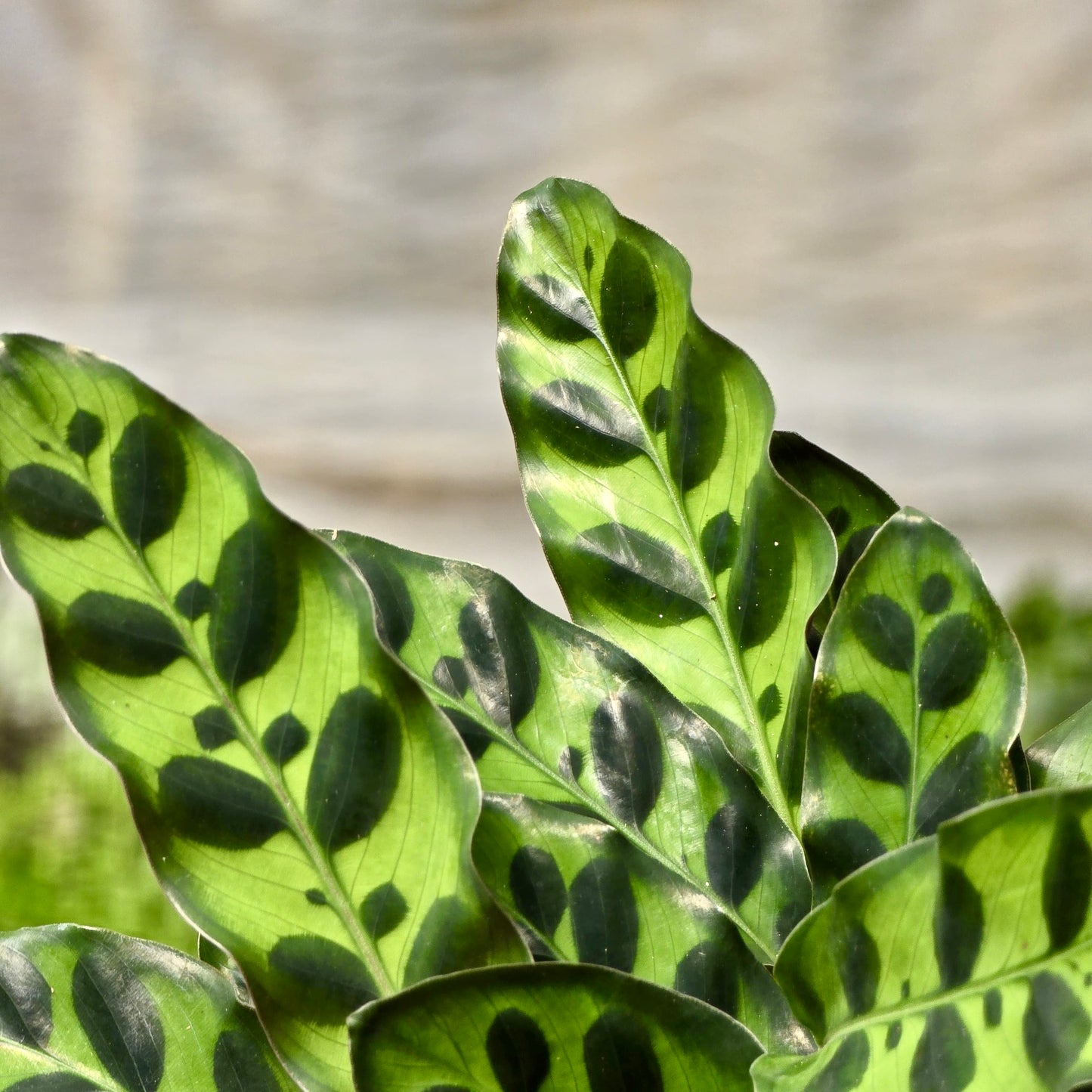 Calathea Rattlesnake (Lancifolia)