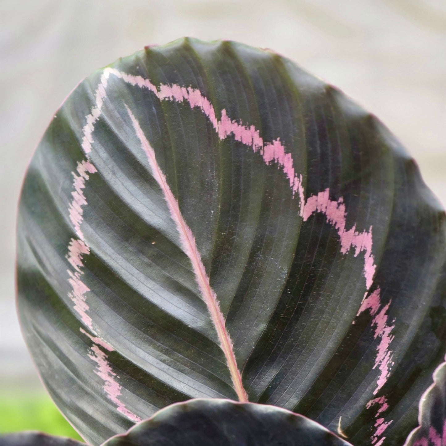 Calathea Dottie