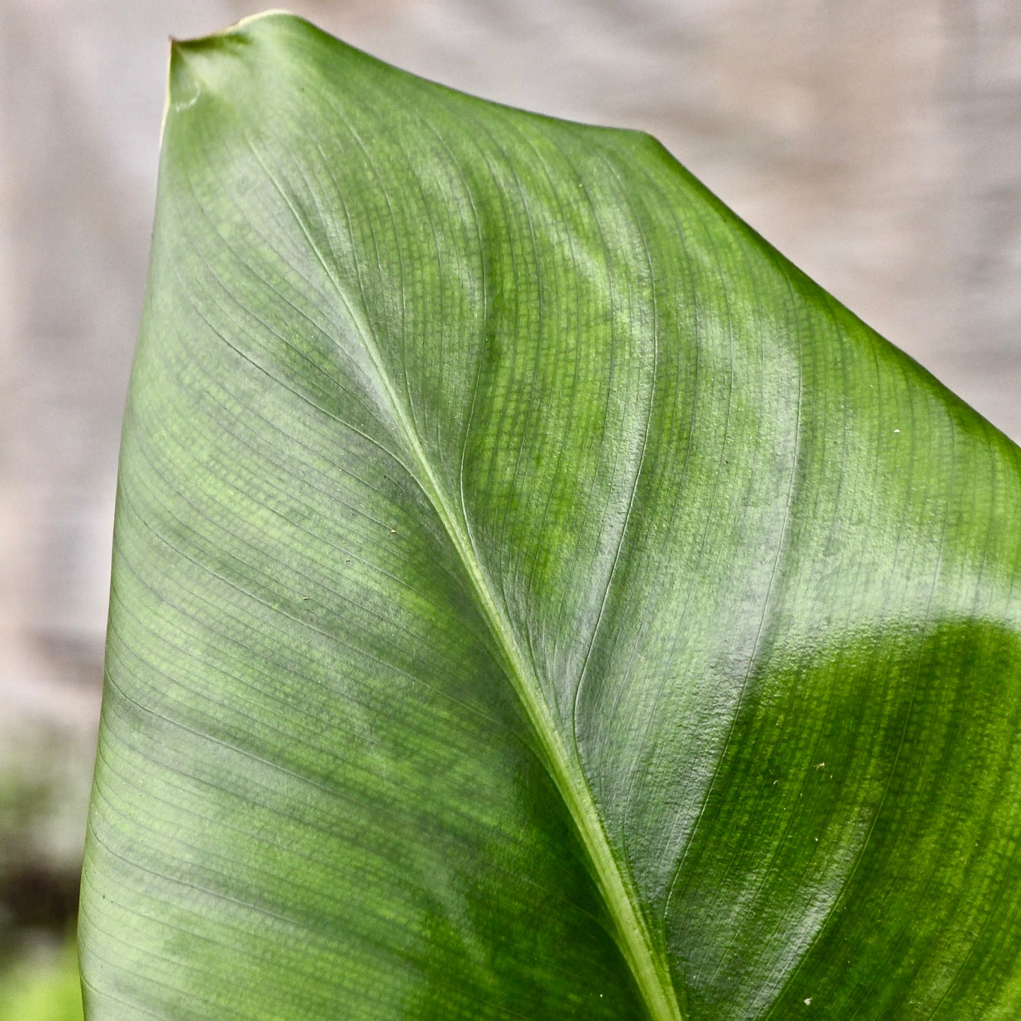 Bird of Paradise (Strelitzia Nicolai)