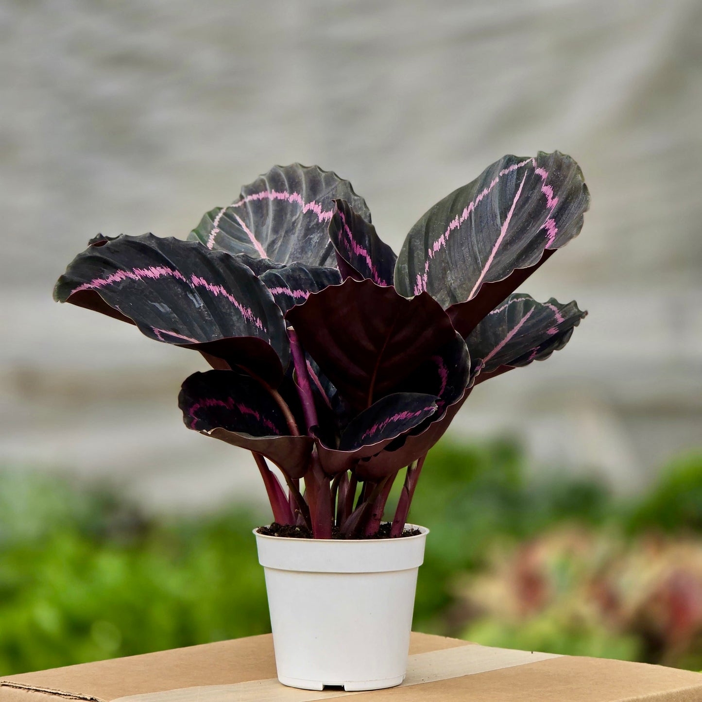 Calathea Dottie