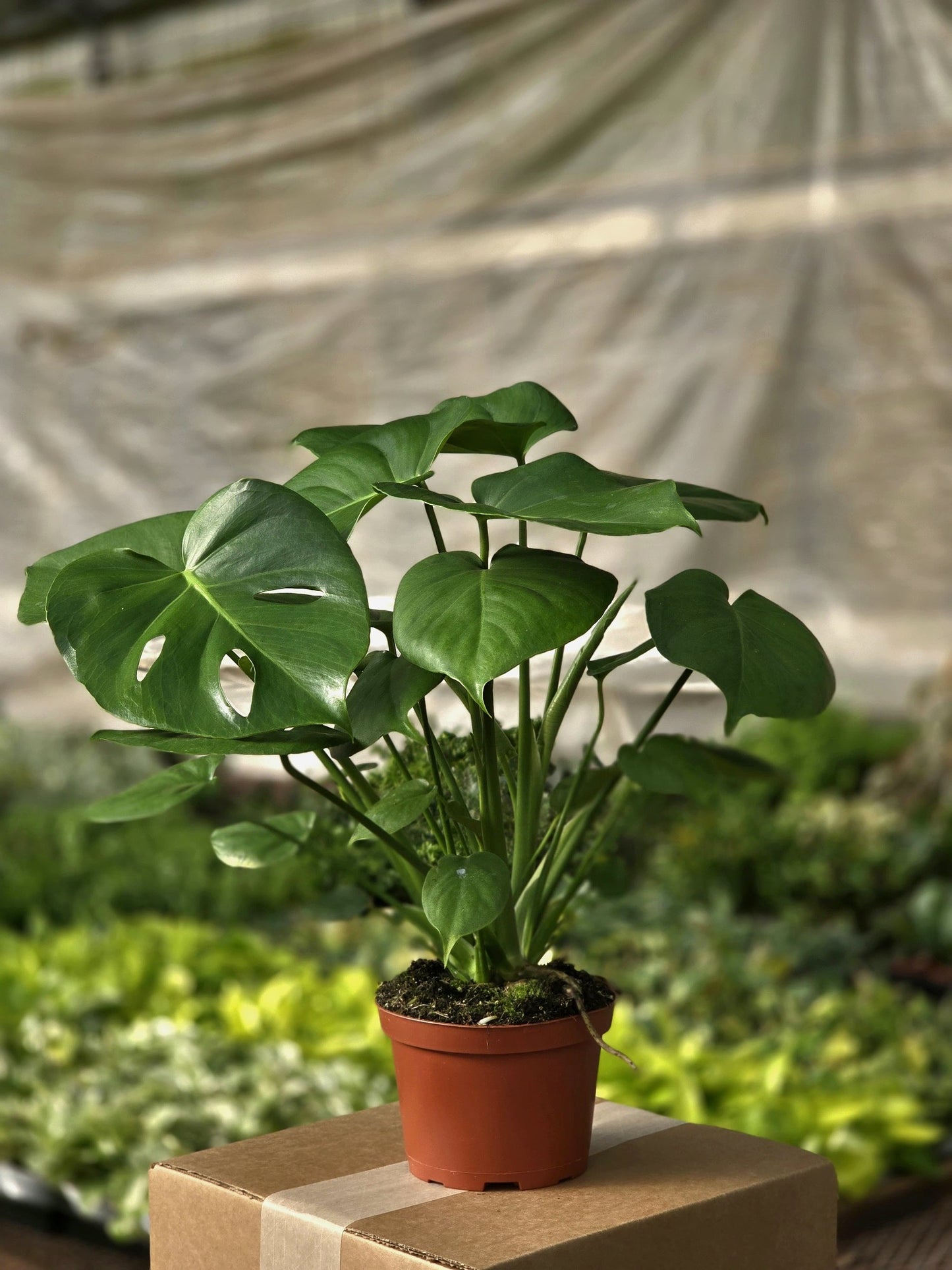Monstera Deliciosa (Philodendron Split Leaf)